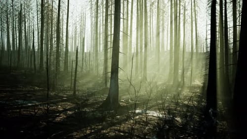 A Burnt Forest with Tall Trees Standing As a Somber Reminder of Destruction