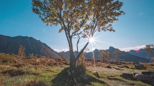 Strahlende Sonne geht über der Bergkette vorbei. Ein einsamer Baum im Vordergrund. Zeitraffervideo
.
