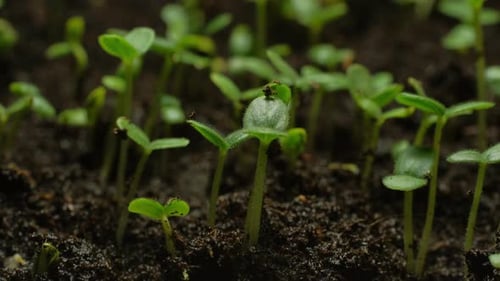 Fresh Green Sprouts Emerge from Soil