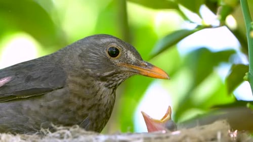 Bird Feeds Hungry Hatchling in Natural Nest