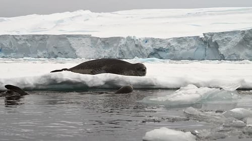 Leopard Seal resting on a floating iceberg in Antarctica