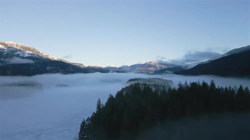 Grüne Bäume im Wald mit Nebel und Bergen