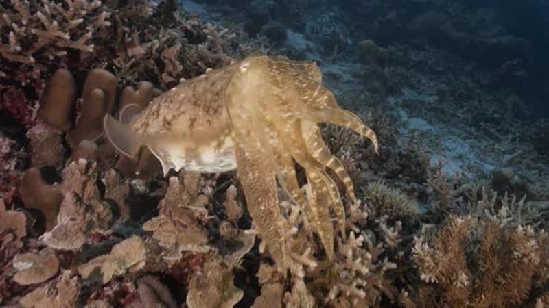 Sepia, cuttlefish on a tropical coral reef changing color and texture ...
