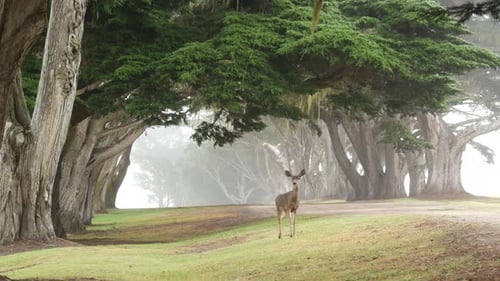 Wild Deer Grazing
