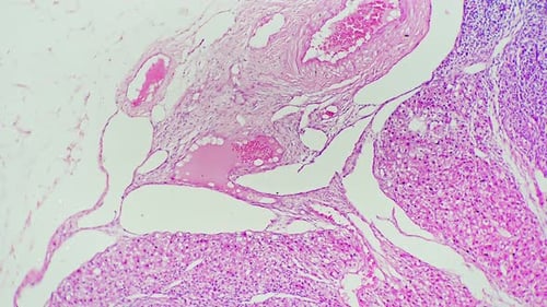 Human Ovary in Section Filmed Under Microscope 200x on Bright Field Background