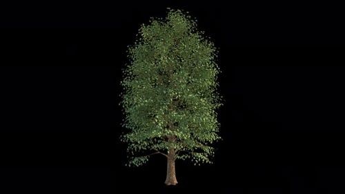 Alpha-Kanal „Baum im Wind“, abspielbar