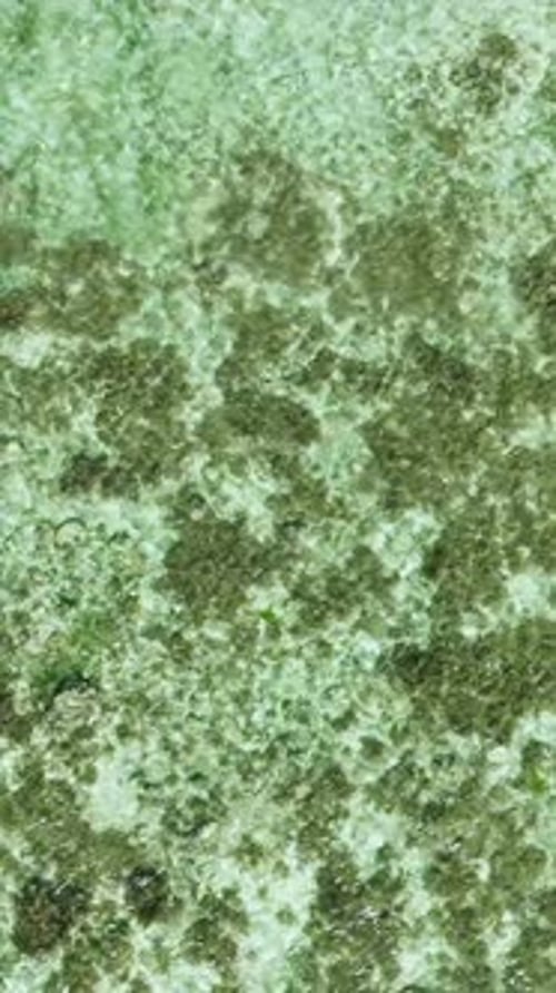 Aerial Survey of Transparent Turquoise Sea Water and Waves