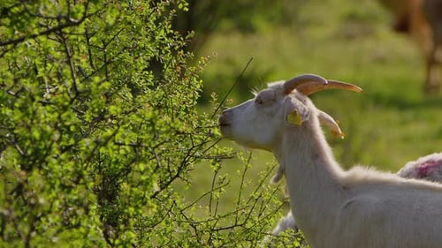 Goat Is Eating Plant Leaves In Nature 1