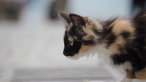 Young Calico Cat With Three Colors Of Fur Outside The Street. Slow Motion Shot