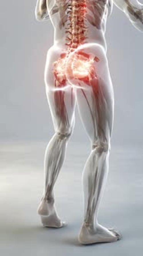 3D Human Lower Body Anatomy and Pain Points Animation