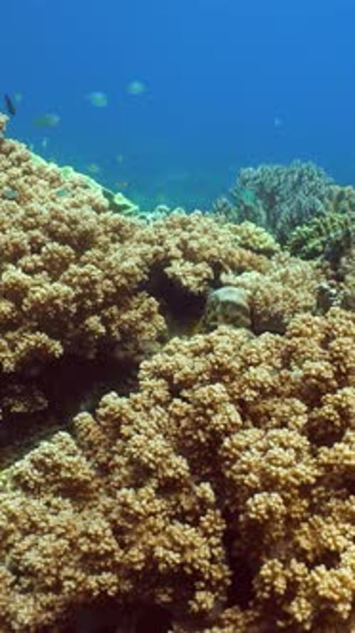 Coral Reef and Tropical Fish Underwater Philippines