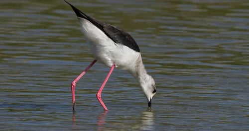 Schwarzflügelstelze (Himantopus himantopus), Camargue, Frankreich