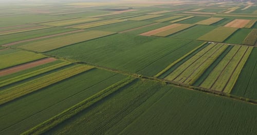 Aerial View of Green Agricultural Fields