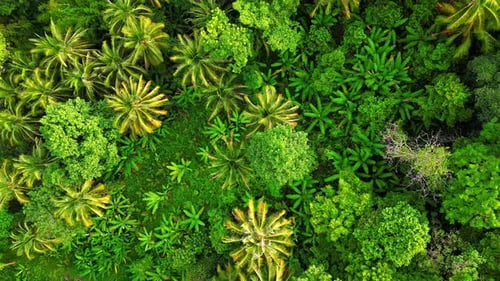 Top View of a Dense Tropical Rainforest with Lush Greenery in Thailand
