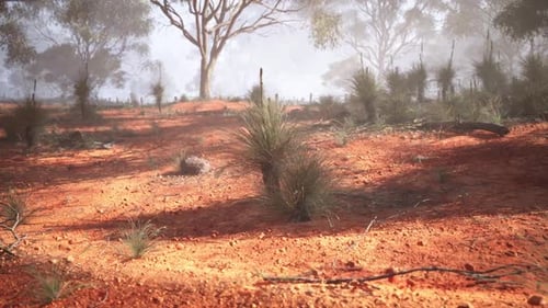 Trees Overlooking Dirt Field