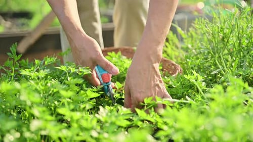 Close Up of Hands with Garden Shears Cutting Parsley Herb Crop