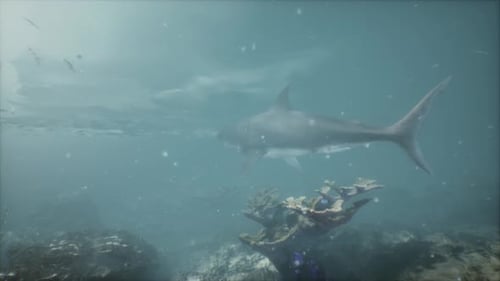 A Large Shark Swimming Over a Coral Reef