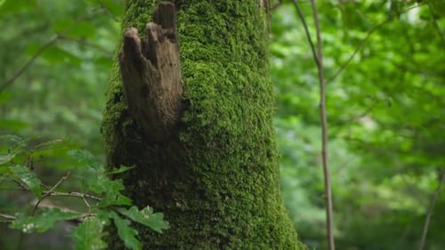Handheld close up shot of tree with moss in the forest