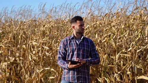 Man Using Tablet in Corn Field