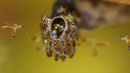 Small Bees Busy Around Hive Entrance