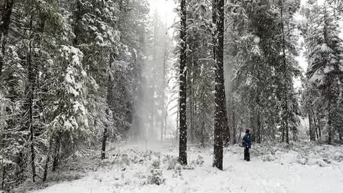 Snow falling from trees in a forest in winter