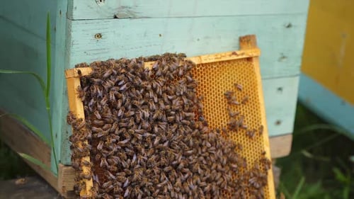 Bienen arbeiten an Waben. Selektiver Fokus auf Holzrahmen für Honig. Honeycomb steht in der Nähe von Blue Hive.