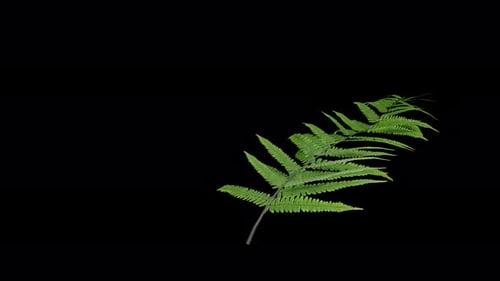 Fern plant gently swaying in a warm summer breeze with natural
