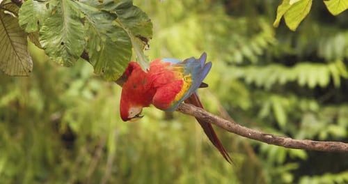 Der wunderschöne Scarlet sitzt auf einem Ast und denkt über etwas nach, während er den Regenwald scannt