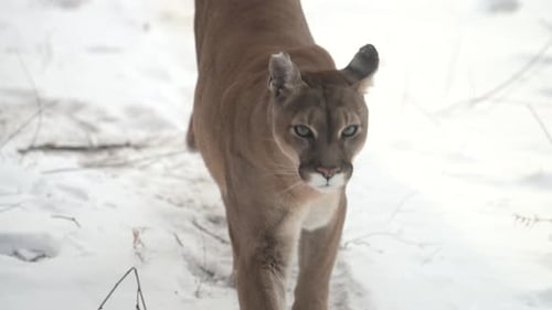 Canadian Cougar Hunts Through Snowy Forest in Winter Morning Light