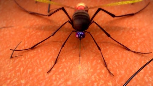 Gros plan d'un moustique sur la peau humaine avec une tête violette éclatante