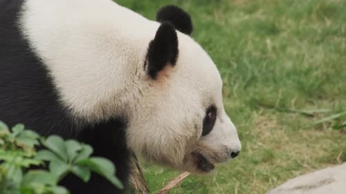 Giant Panda in Green Habitat Eating