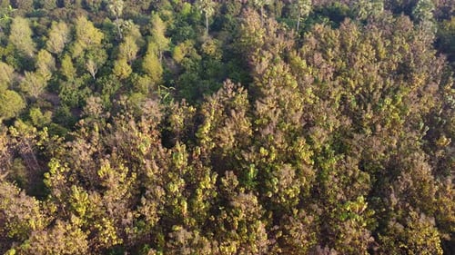 Aerial view of summer in forest. Drone shoot above mixed forest, green deciduous trees in countrysid