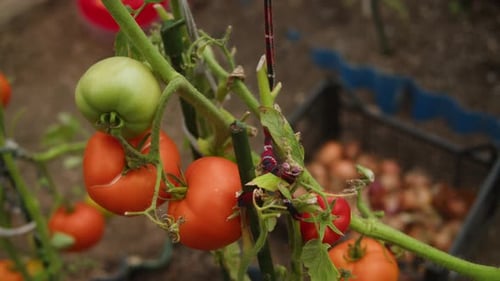 Gartenarbeiter pflückt Kirschtomaten, ökologischer Landwirt, Gewächshausanbau, manuelles Ernten von Gemüse