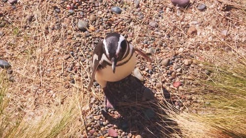 Top Down shot looking at head of a Magellanic penguin between the grasses and gravel on the beach