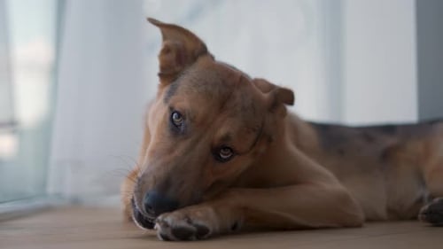 Dog Lying Down and Chewing on Bone