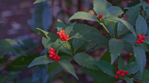 Baies rouges éclatantes de Sarcandra Glabra (Senryo) dans un jardin japonais