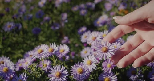 A Woman's Hand Touches a Delicate Flower Freshness and Naturalness Concept