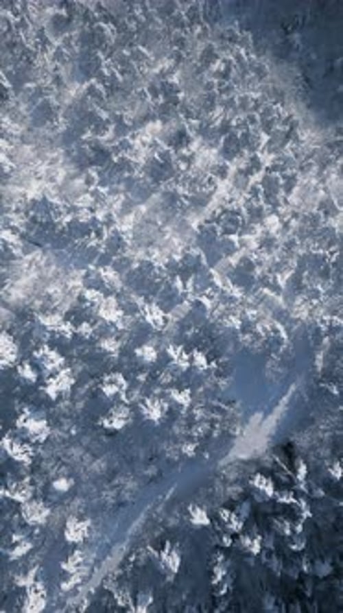 4K Vertical Winter Forest