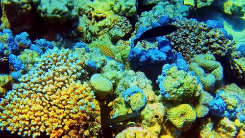 Blue sponges and hard brain corals in a dense tropical reef