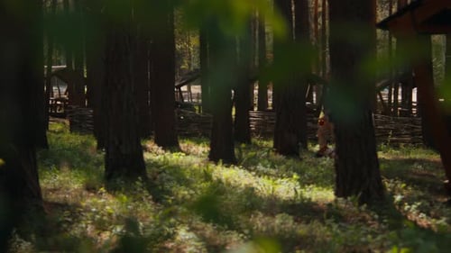 Beautiful view of forest and man walking with dog