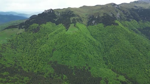 Over Green Forest