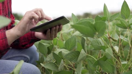 Modern digital technologies. Farmer with a tablet in a green bean field.
