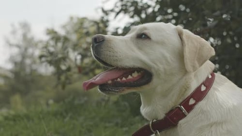 White Labrador Retriever with Collar on Green Grass Outdoors
