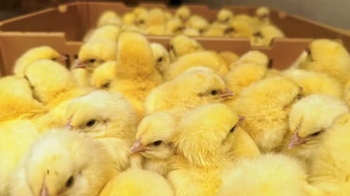 Cuddly Yellow Baby Chicks in a Group