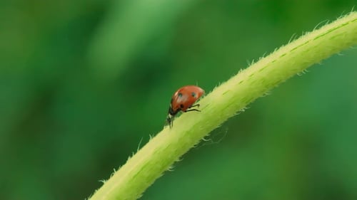 Ladybug on Green Plant Slow Motion Close Up View 4k
