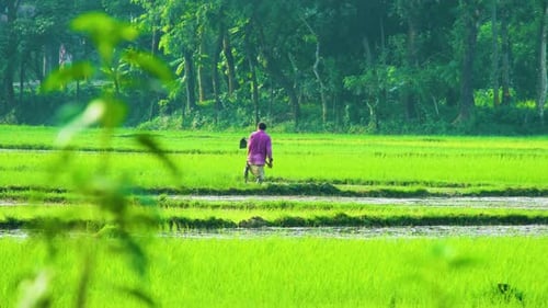 A farmer is working on a rice paddy field in Bangladesh. Scenic landscape of rural countryside
