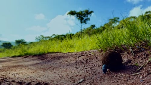 Determined dung beetle with dung ball fails at top of hill and rolls back down
