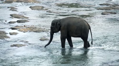 Elephant Walking Through River, Super 120