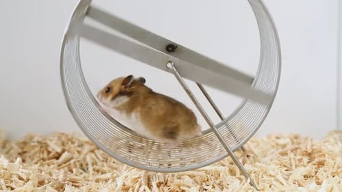 Energetic Hamster Running on Exercise Wheel