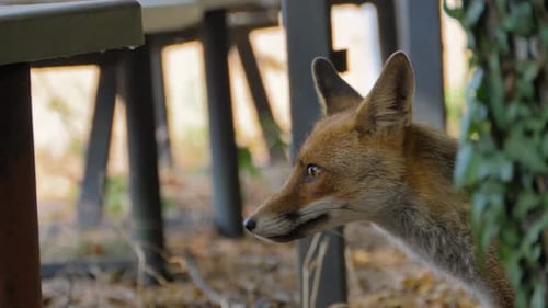 Curious red fox cautiously approaching picnic area in a park